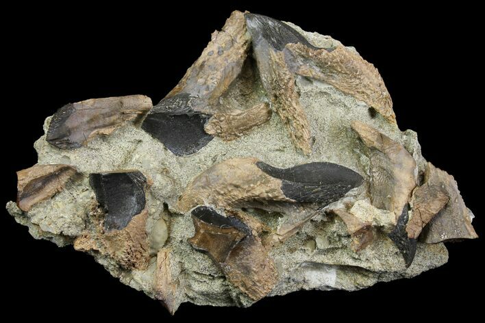 Seven Rooted Triceratops Teeth in Sandstone - South Dakota #142749